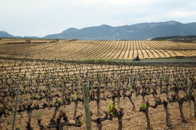Pequeños rebrotes del pasado mes de mayo en fincas de viñedo afectadas por la helada del 28 de abril. :