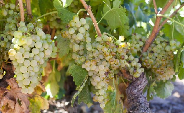 Uvas blancas en un viñedo de Rioja Baja.