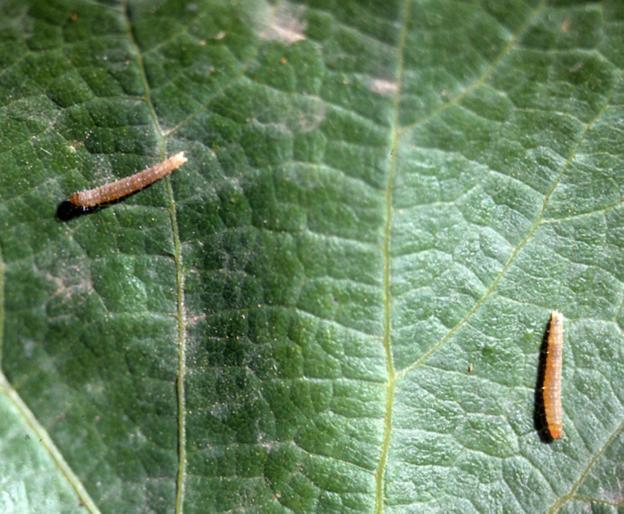 Larvas de polilla porque se ha producido fecundación en los viñedos. /L.R.