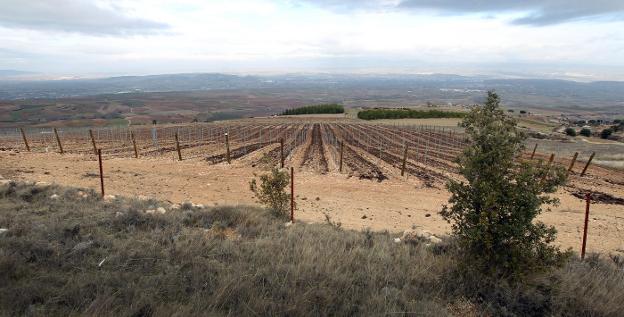Imagen de unas nuevas plantaciones de viñedo :: justo rodríguez/