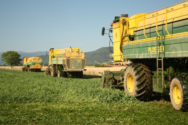 Tres cosechadoras de guisantes a pleno rendimiento. :: uagr
