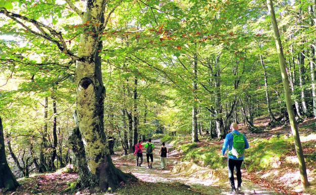 Un grupo de montañeros camina a través del bosque de regreso de las campas de Urbia. ::