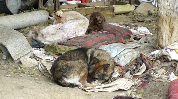 Perros abandonados sin comida ni bebida, entre excrementos y basura, por un segoviano condenado a seis meses de prisión. :: EFE/