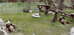 La pareja de pandas gigantes del zoológico de Madrid disfruta del bambú en su recinto. Sus cuidadores quieren que se reproduzcan, pero ellos están a otra cosa. :: ELVIRA MEGÍAS/