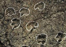 La Unesco devuelve la candidatura de las icnitas por escasa información
