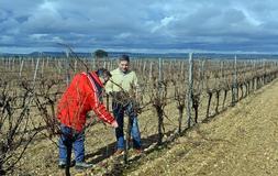 El alcalde de Serrada, José Antonio Alonso Gago, y un concejal, en los viñedos adquiridos por Marqués de Cáceres. :: FRAN JIMÉNEZ (EL NORTE DE CASTILLA)/