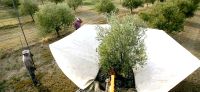 Recolección mecanizada de oliva en un finca de Rioja Baja en la pasada campaña. /J. RODRÍGUEZ/