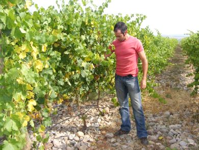 El enólogo de 'Castillo de Maetierra' inspecciona las viñas de albariño, en Calahorra. / M. F./