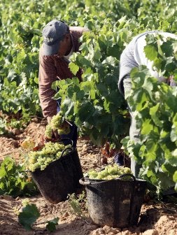 Vendimia de uva blanca en Aldeanueva de Ebro./ DÍAZ URIEL/