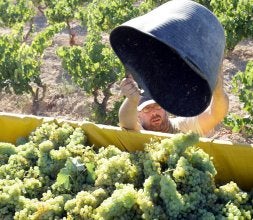 Vendimia de uva blanca en una finca de Fuenmayor. / DÍAZ URIEL/