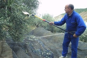 Un agricultor recolecta oliva con un peine eléctrico en la comarca del Alhama-Linares. ::
S.SAINZ/