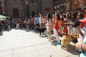 La plaza de España acogió el concurso canino. ::
M.H./