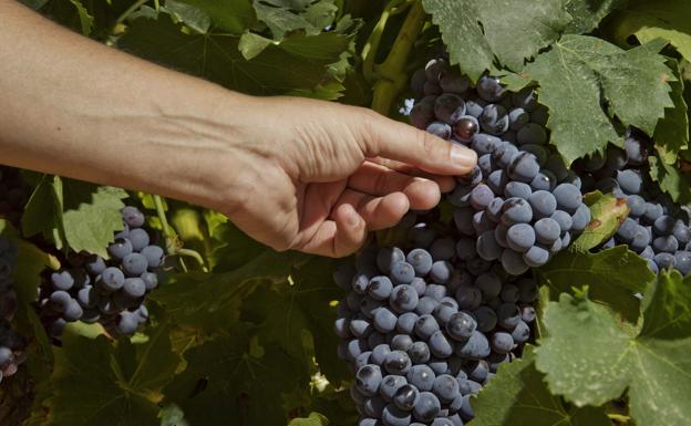 La Rioja Baja vendimia uva tinta bien hidratada pero pendiente del cierzo