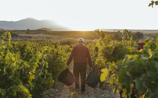 El control de maduración de Rioja refleja que el estado sanitario del viñedo «sigue siendo bueno»