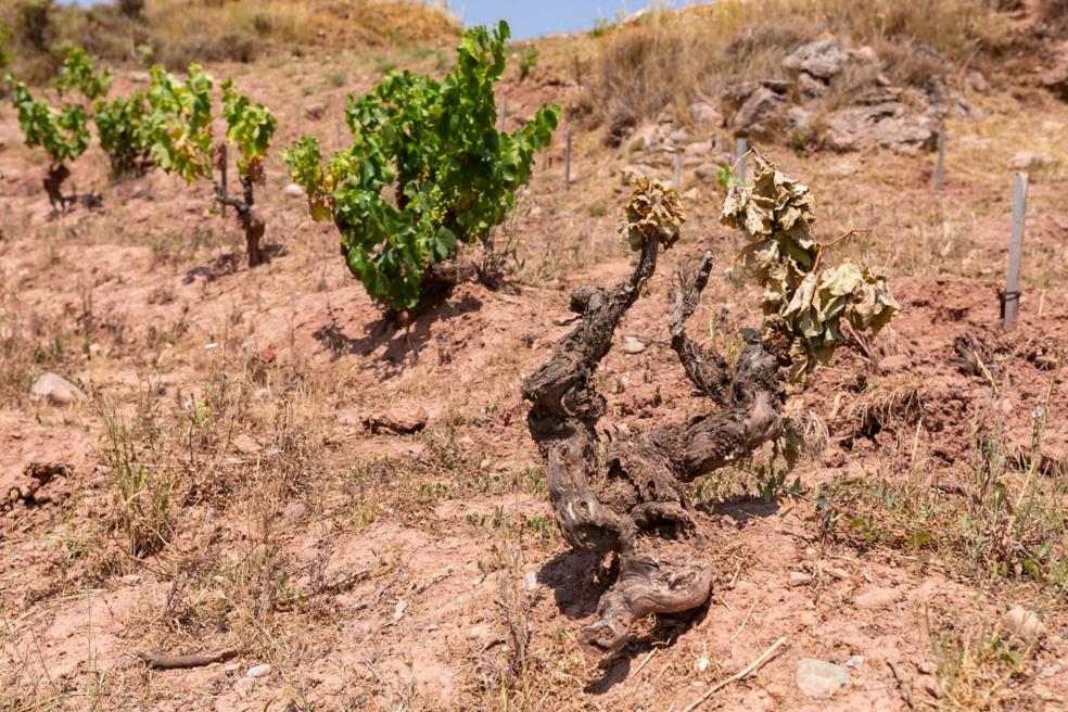 Cepa centenaria de garnacha muerta por el calor en un viñedo de Baños de Río Tobía de Juan Carlos Sancha. 