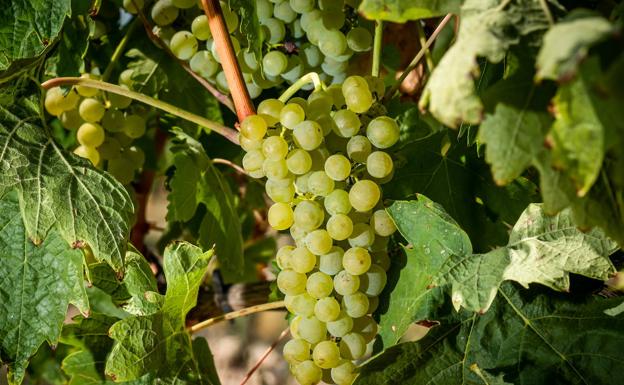 El Consejo Regulador recomienda prestar atención a la evolución de la acidez y pH de la uva