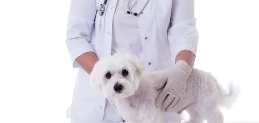 They are investigating a possible link between dogs and childhood hepatitis of unknown origin